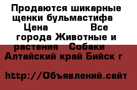 Продаются шикарные щенки бульмастифа › Цена ­ 45 000 - Все города Животные и растения » Собаки   . Алтайский край,Бийск г.